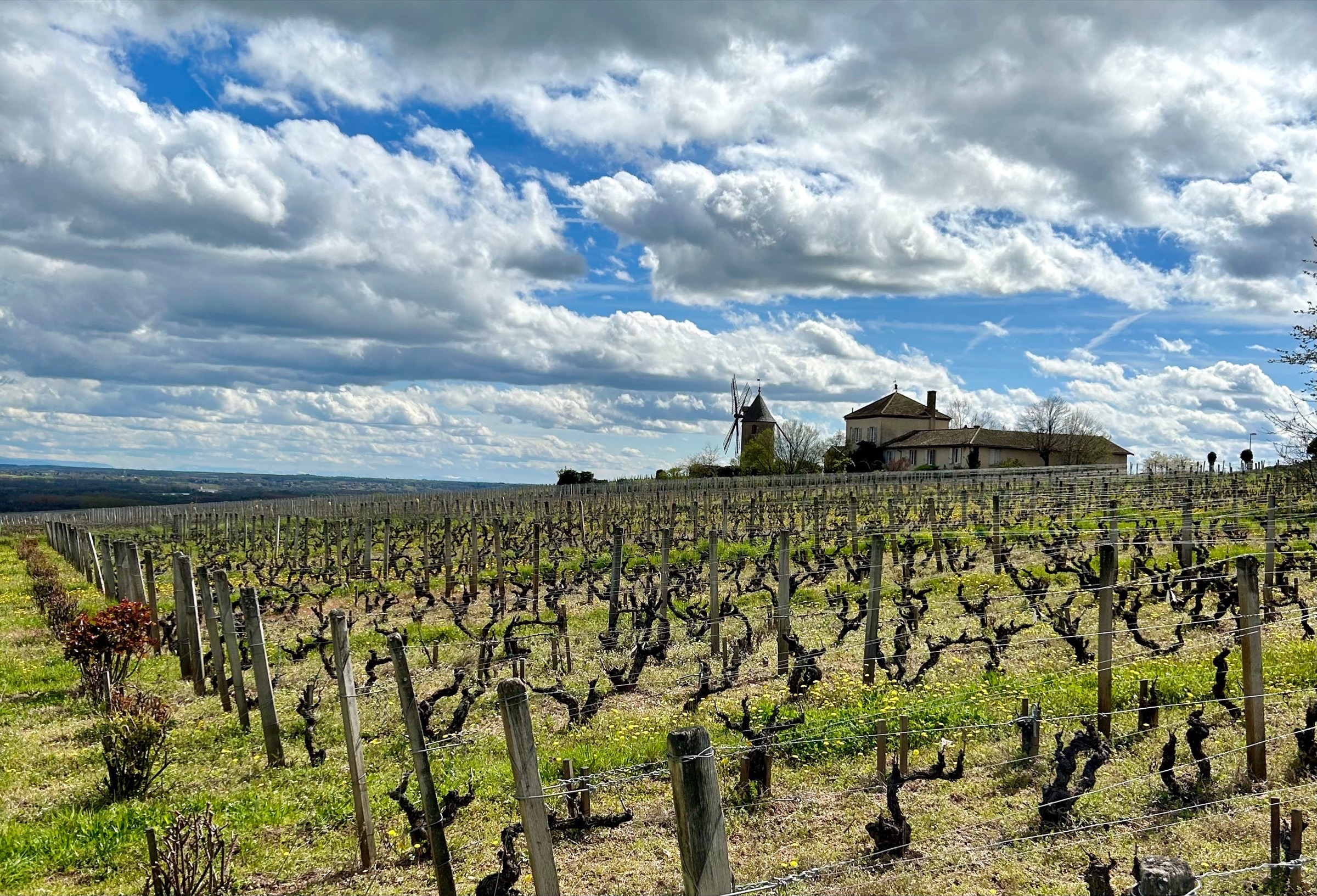 De tien Crus van Beaujolais